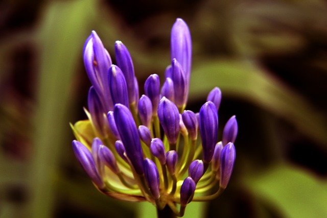 他的兩粒進 他的兩粒進